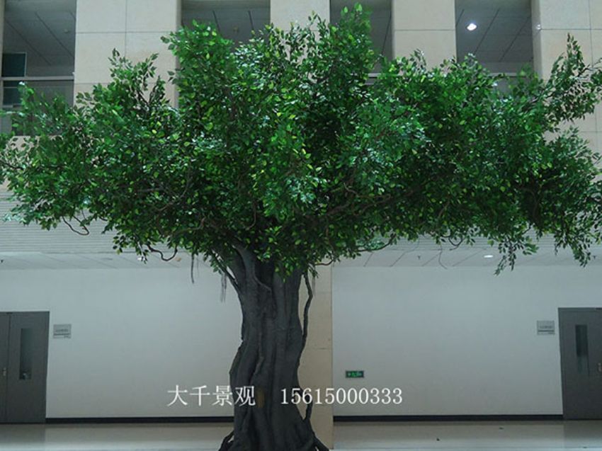 點(diǎn)擊查看詳細(xì)信息<br>標(biāo)題：室內(nèi)榕樹(shù) 閱讀次數(shù)：1374